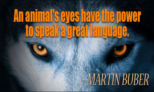 Animals Quotes