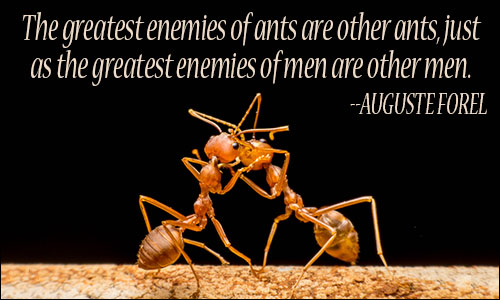 ants_quote_2.jpg